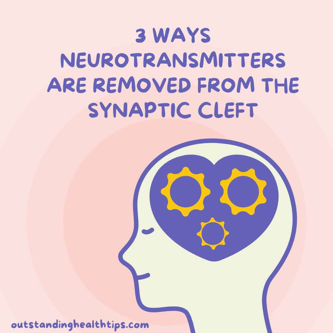 3 ways neurotransmitters are removed from the synaptic cleft